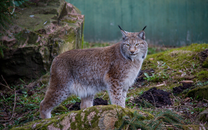 Lynx takes a stroll through Viljandi County village