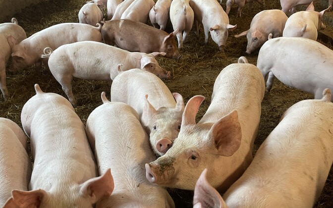 Entry barred to Viljandi County potential ASF pigs burial zone
