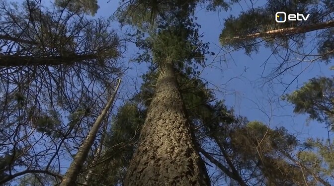 Likely tallest Douglas fir in Estonia discovered in Valga County
