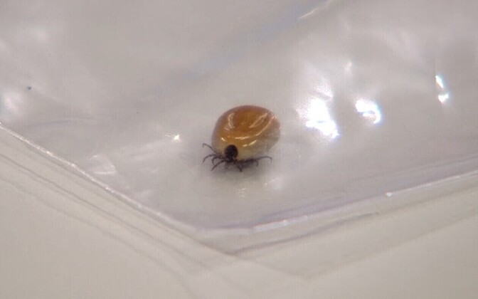 Study: Most ticks carry disease, Tartu County most dangerous