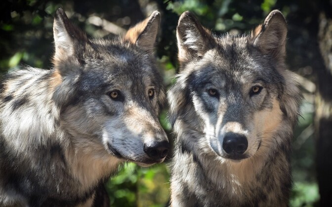 Spate of wolf attacks on sheep farms in Rapla County reignites debate